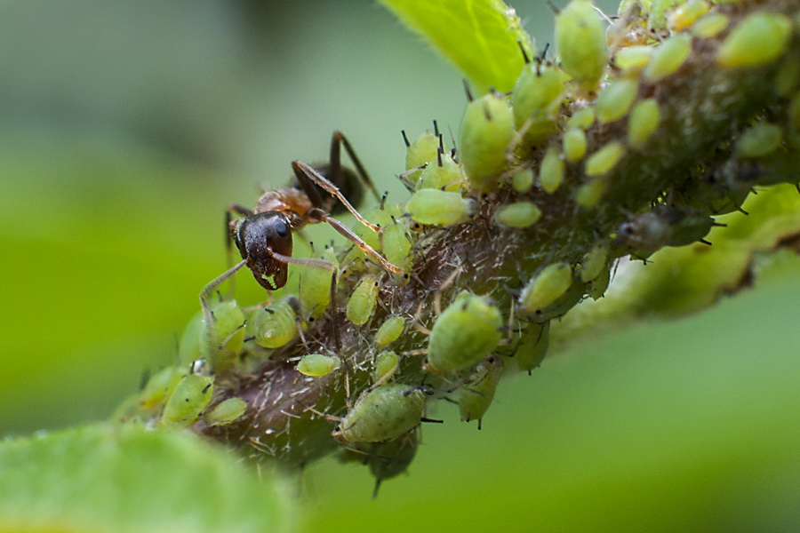 Une vie de fourmi 6